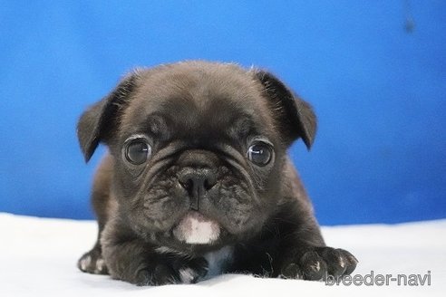 成約済の愛知県のフレンチブルドッグ-344740の1枚目